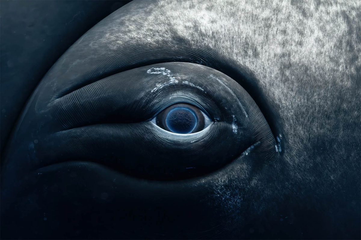 © Rachel Moore (США).
1-е место в категории «Чудо: сохранение того, что поддерживает нас».
Фотоконкурс ООН | World Oceans Day 2025