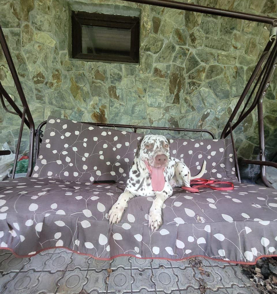 Чувствует себя дома так, будто всегда здесь и жил. 