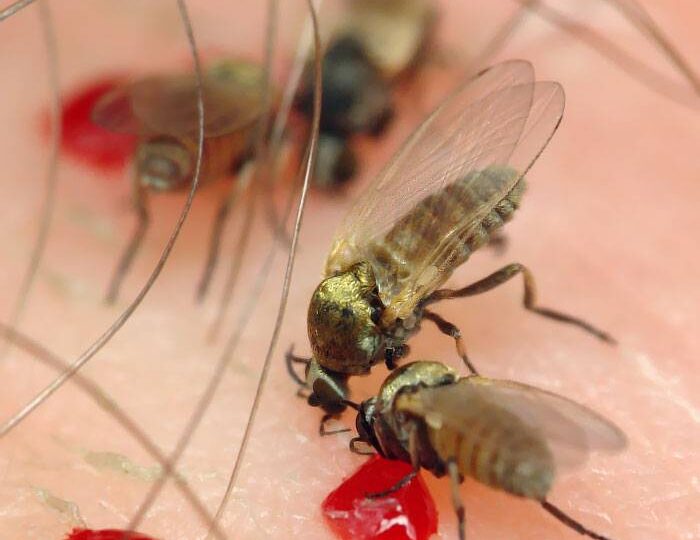 Прелести Севера: Жизнь за Полярным Кругом. Часть 2 — Лето