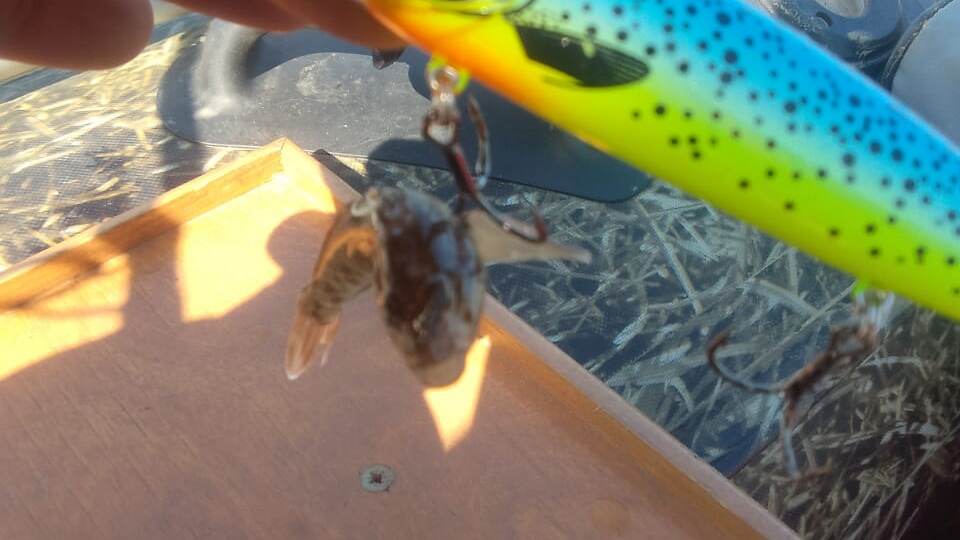 Как ловить на троллинг: секреты и советы для начинающих