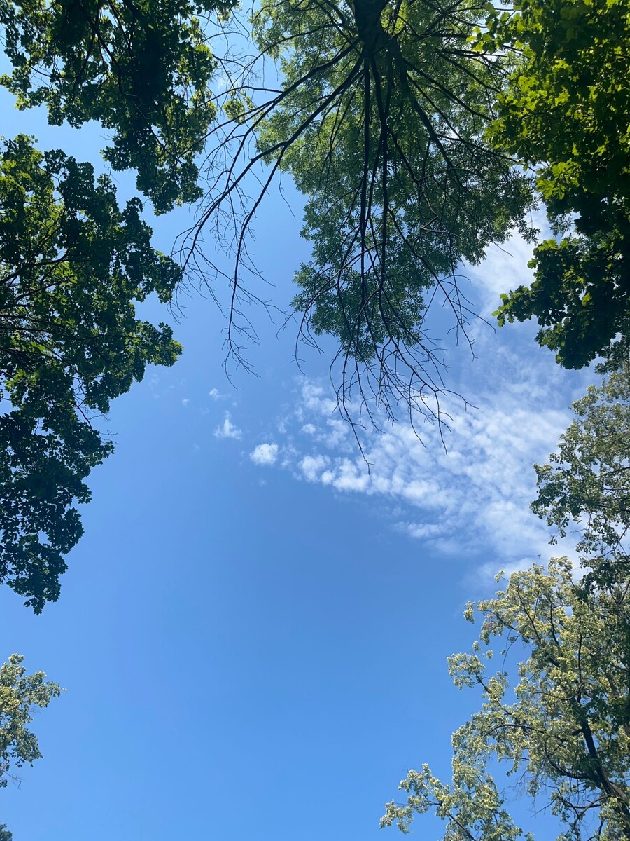 С пикника. Любимый парк 