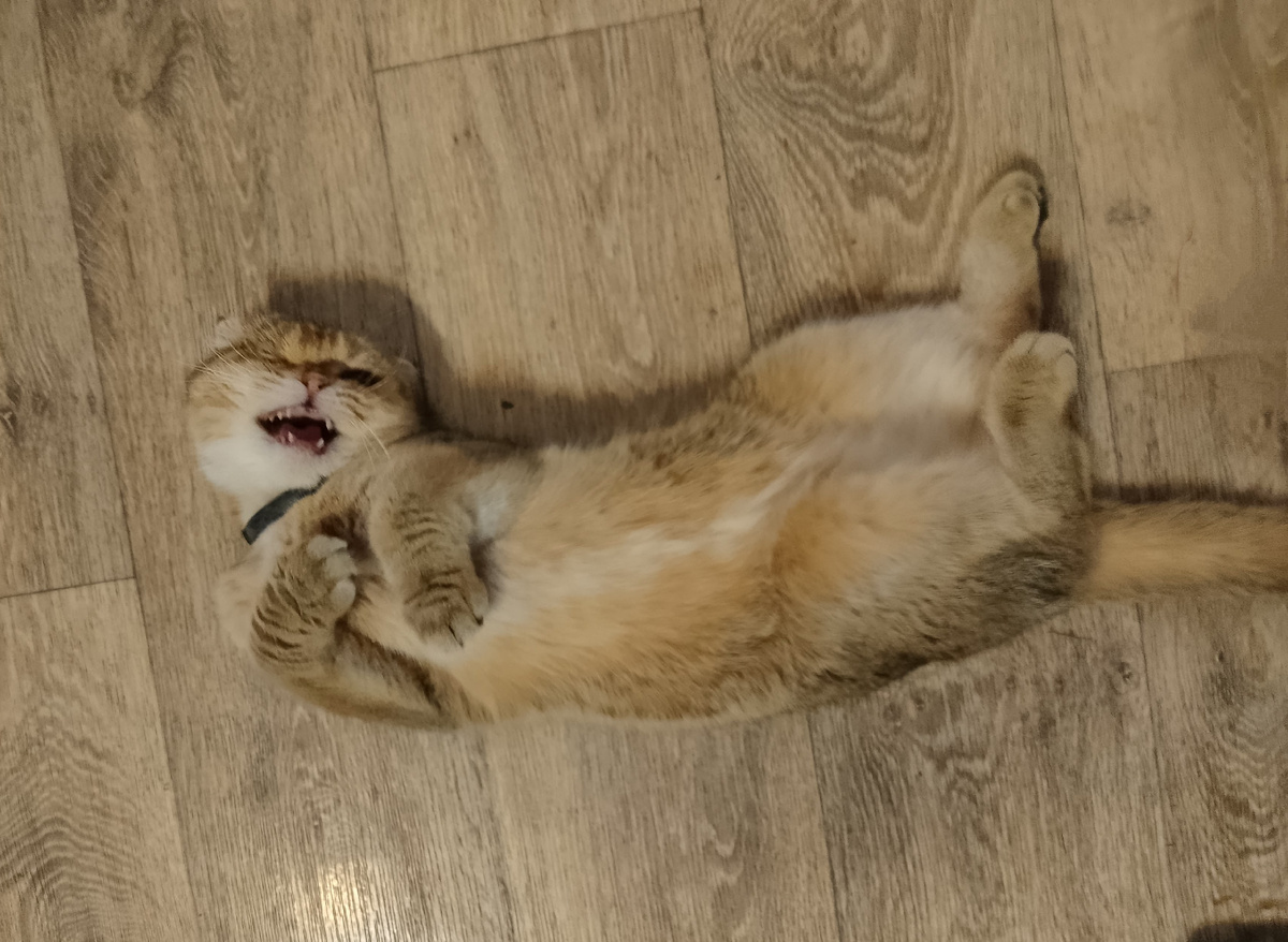 Классно я прячусь, да? 