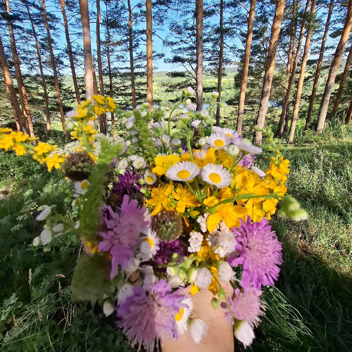 Июль 2025 года, Тульская область. Фото автора.