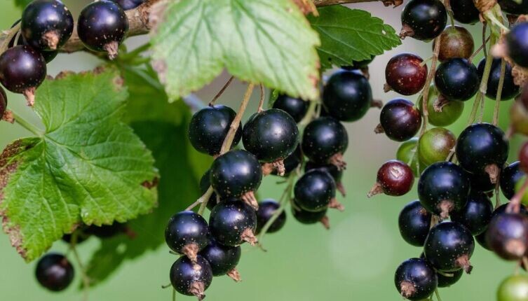     Фото: по лицензии CC0 Pxhere.com