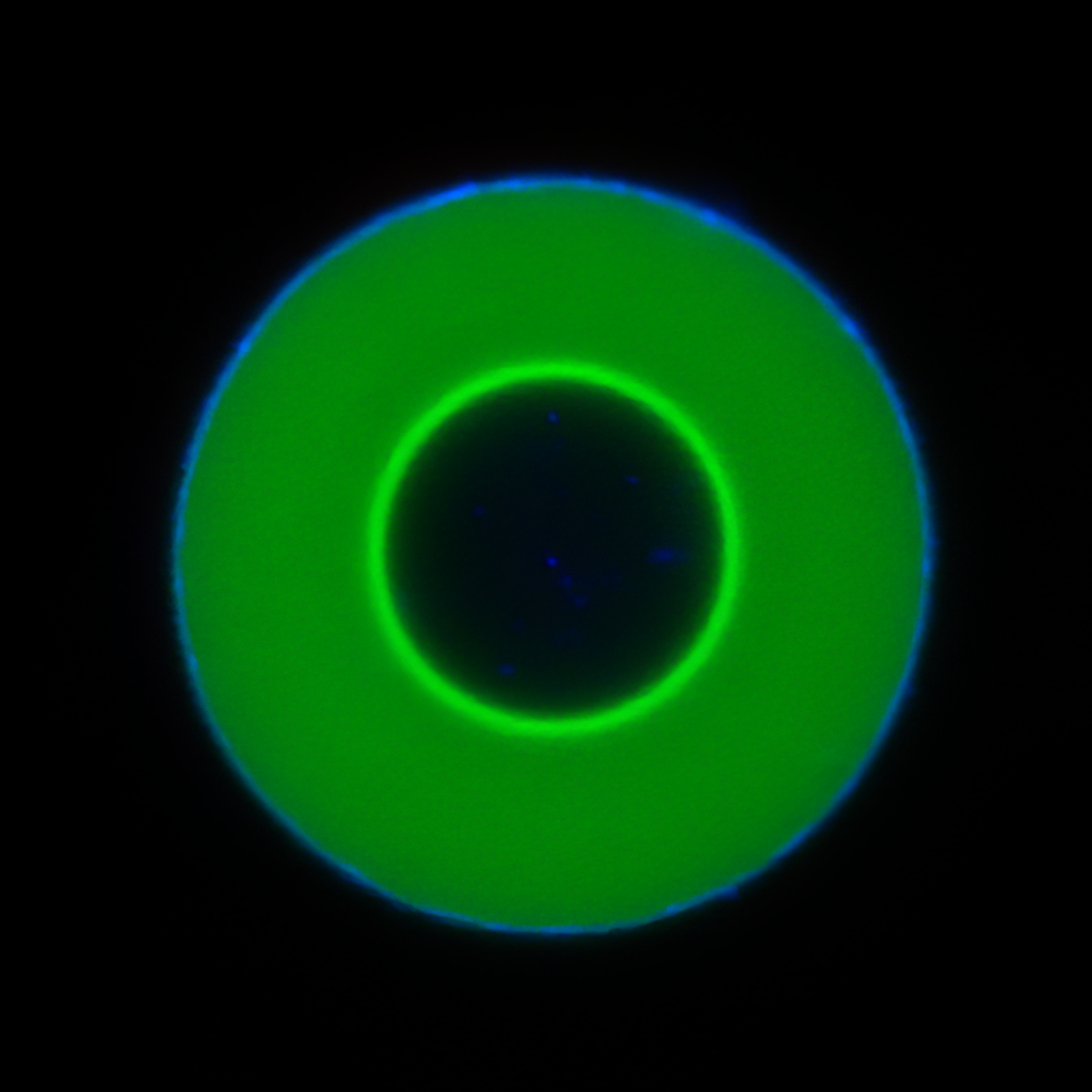 Волна «гостевых молекул» (светло-зелёная) на пути к центру капли ДНК.
Изображение: Вэйсян Чен (Weixiang Chen)