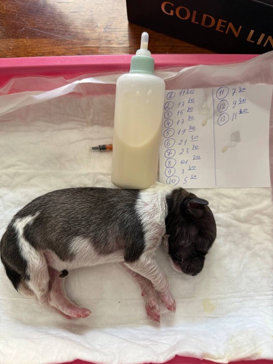 Мой набор для вскармливания. Фото из архива автора