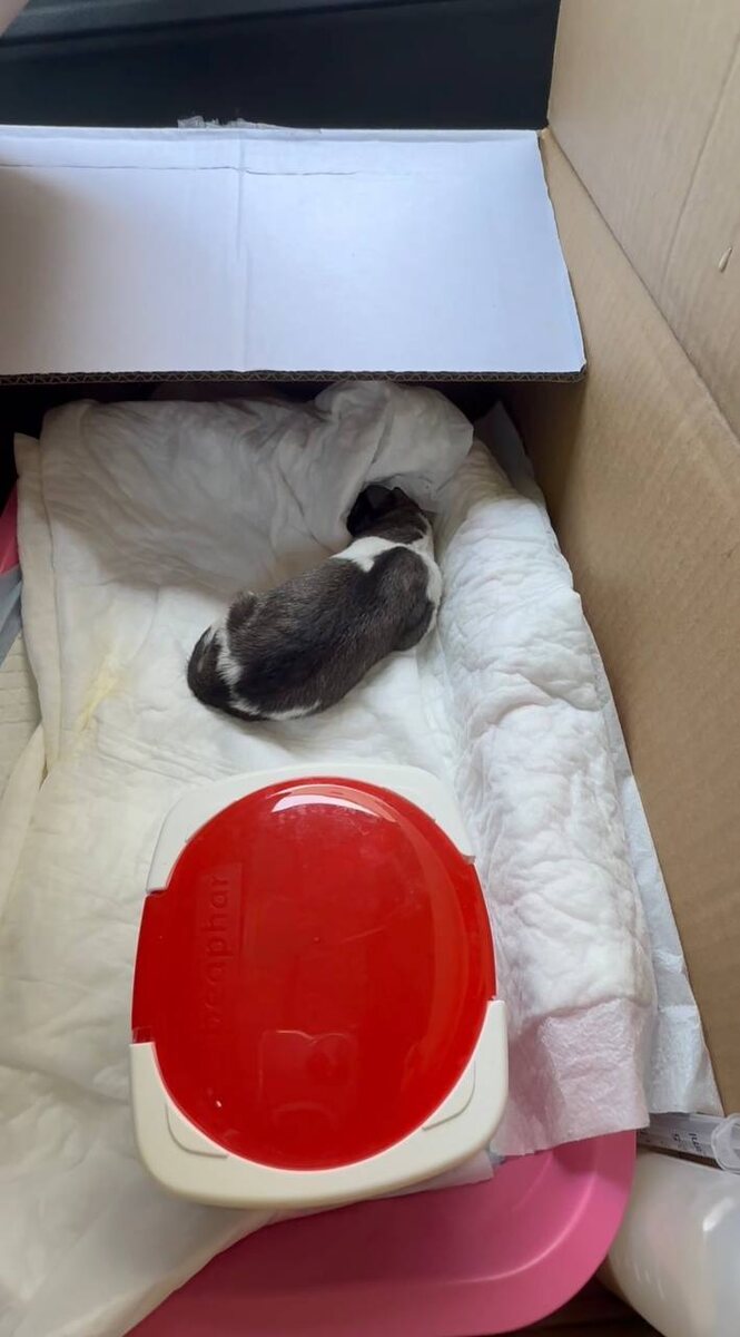 Импровизированный бокс монахини-зооволонтера-неонатолога. Фото из архива автора