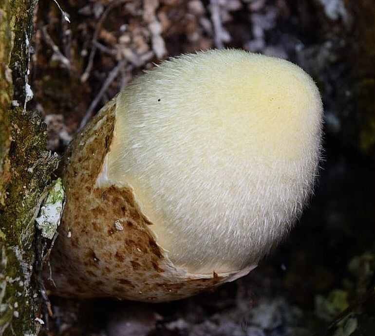 СЕРЕБРИСТАЯ ГРИБНАЯ СКАЗКА.