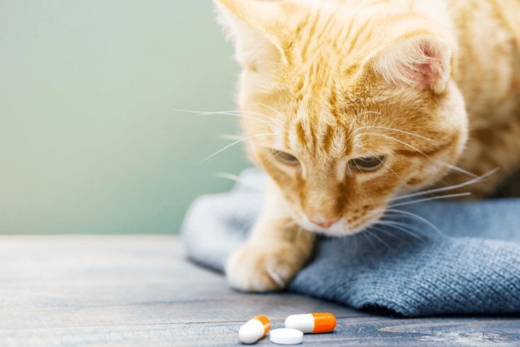 Фото из Интернета.