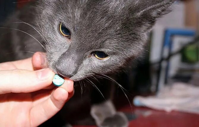 Фото из Интернета.