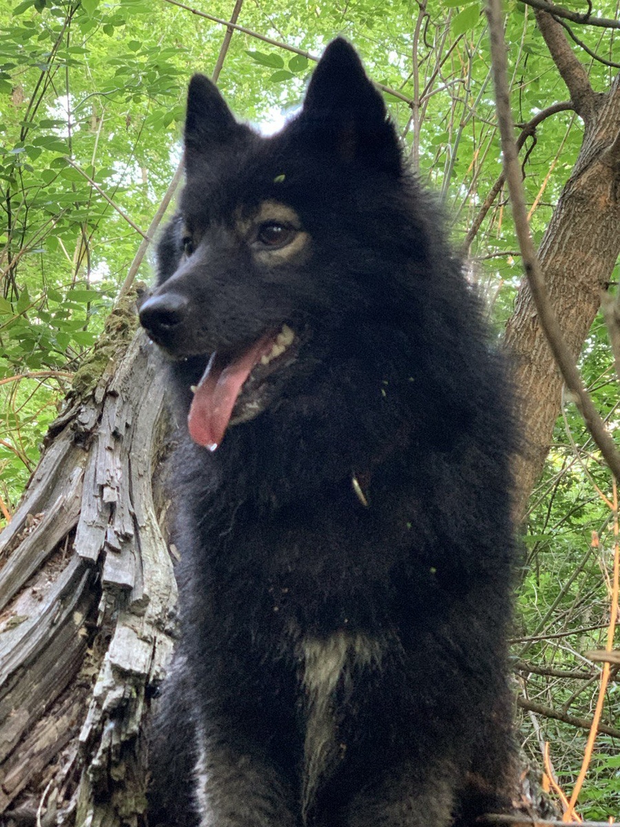 Яшка. Самый умный и самый дурной пёс.