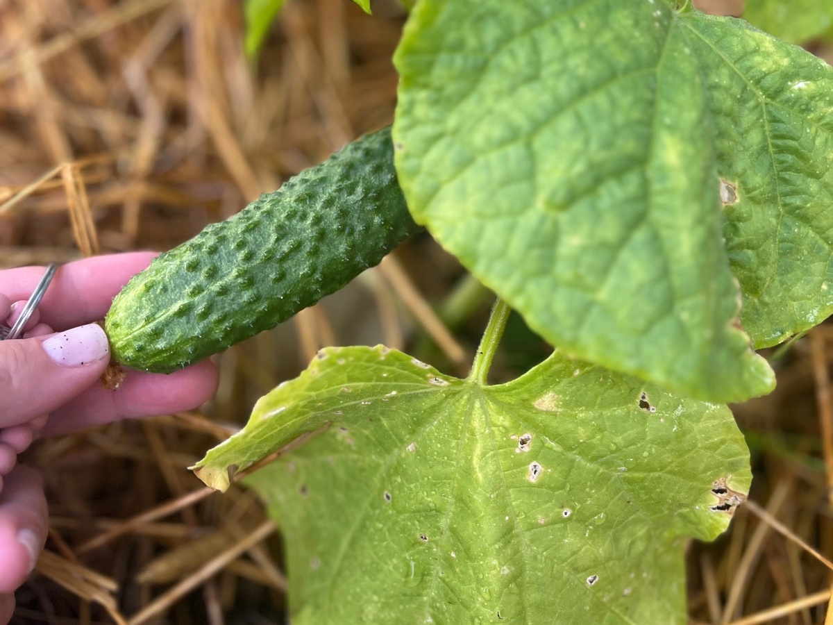    Названы лучшие удобрения для томатов и огурцов в разгар лета