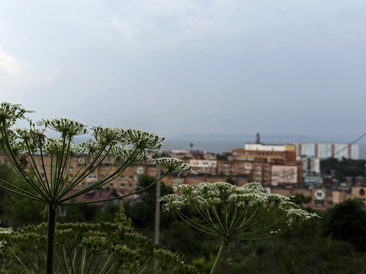 Борщевики смотрят со всех склонов сопок Владивостока.