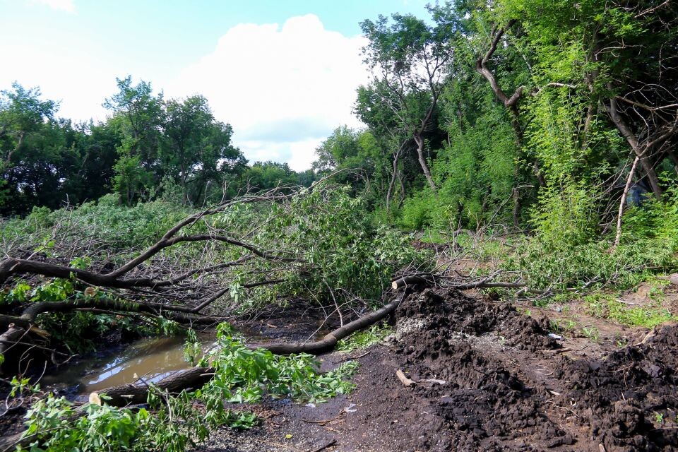    Снос аварийных деревьев в парке Ленина. Источник: Виталий Барабаш/"Толк"