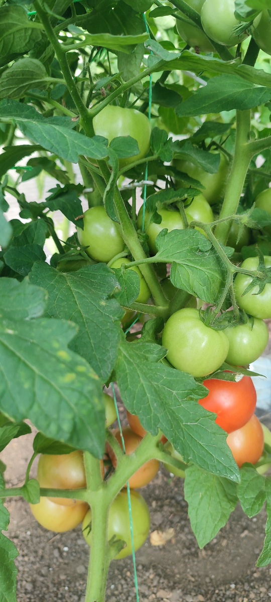 Ещё вчера был только один более менее спеющий томат, а сегодня их уже много. Это сорт томата "Мамонтёнок".