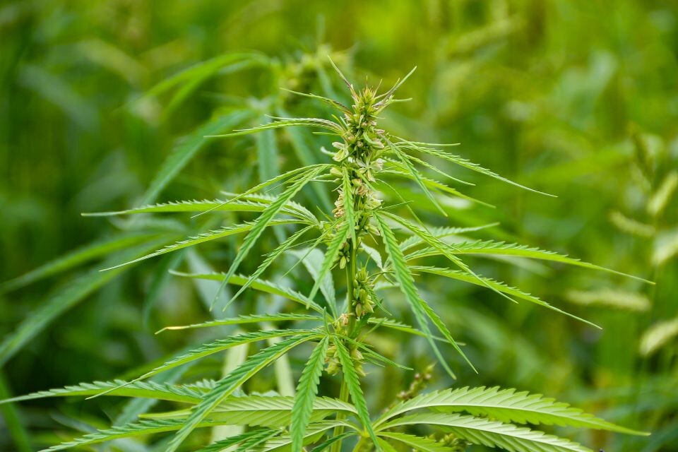    Техническая конопля. Источник: Виталий Барабаш