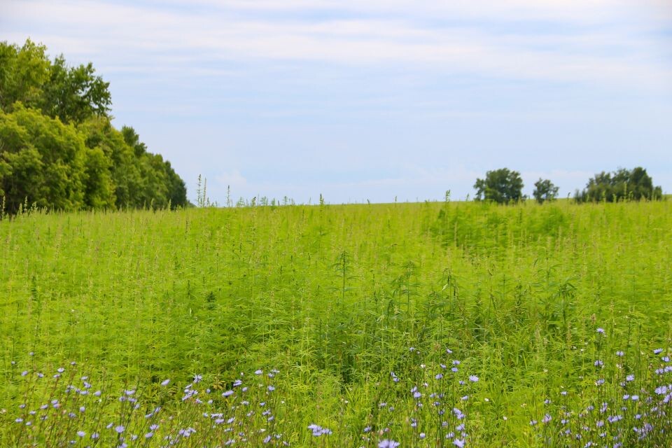    Техническая конопля в КХ "Березовая роща". Источник: Виталий Барабаш
