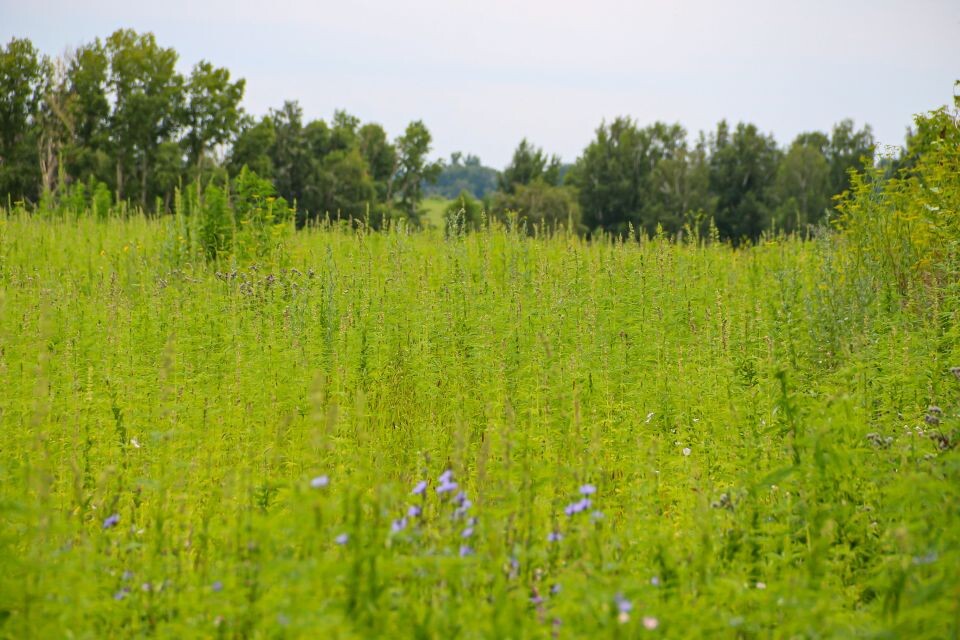    Техническая конопля в КХ "Березовая роща". Источник: Виталий Барабаш