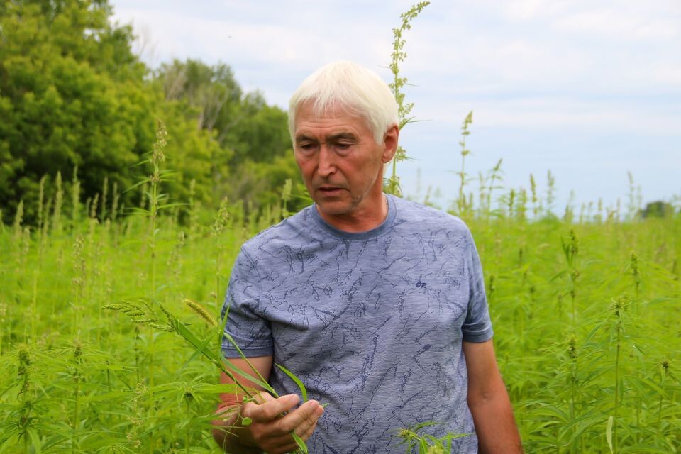    Техническая конопля в КХ "Березовая роща". Источник: Виталий Барабаш