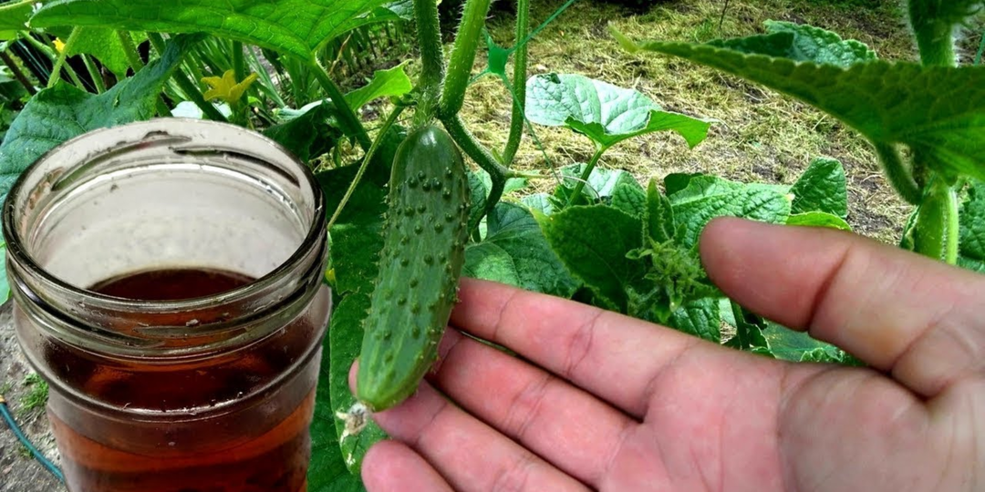 Чтобы огурцы не переставали плодоносить, в конце июле даю им мощный «разряд». Теперь до октября будет много зеленцев