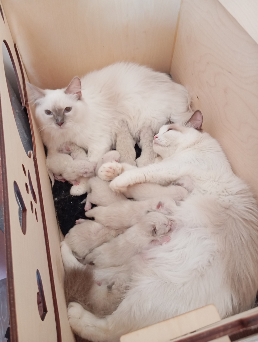 Фиона и Луша