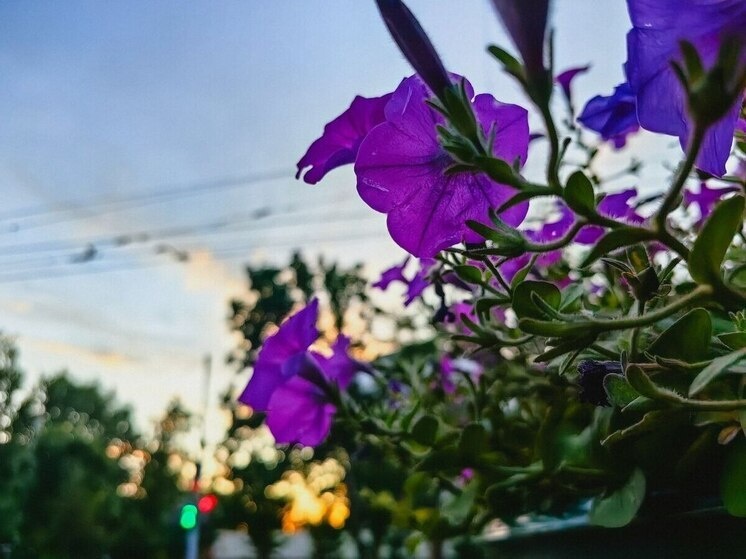     МАГНИТНЫЕ БУРИ В ХАБАРОВСКЕ 14-20 ИЮЛЯ / Ольга Григорьева