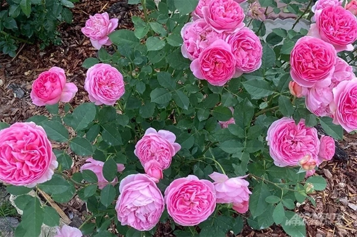    Сорта, за которыми охотятся.