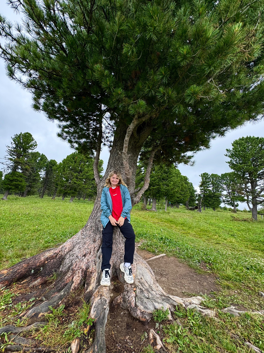 Красивый кедр