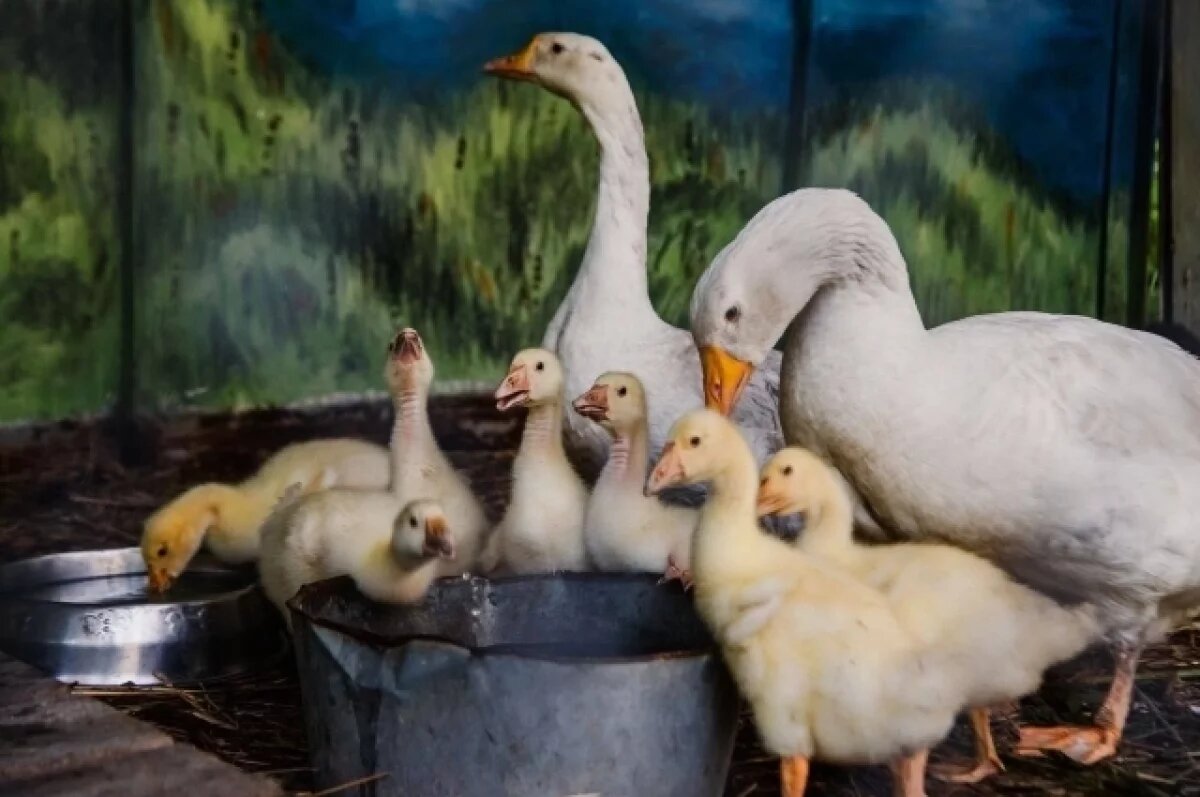    У гусей из кемеровской Искитимки вылупились семь гусят