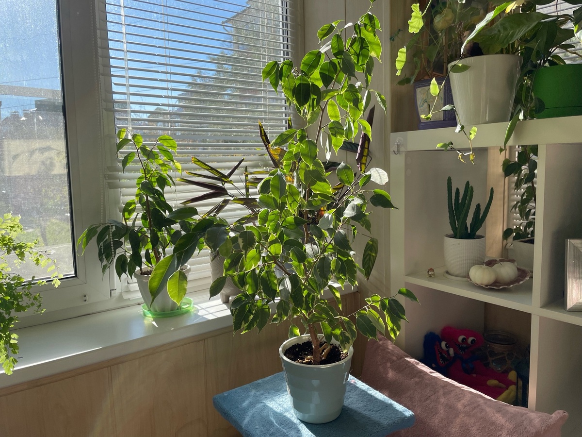    Опасность на подоконнике: домашние растения, которые очень вредны людям и котикам