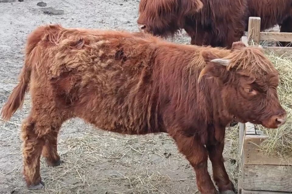    Телочка Матрешка. Источник: Барнаульский зоопарк