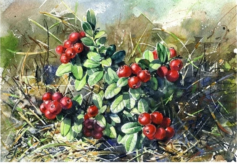 Художник Елена Лобовикова