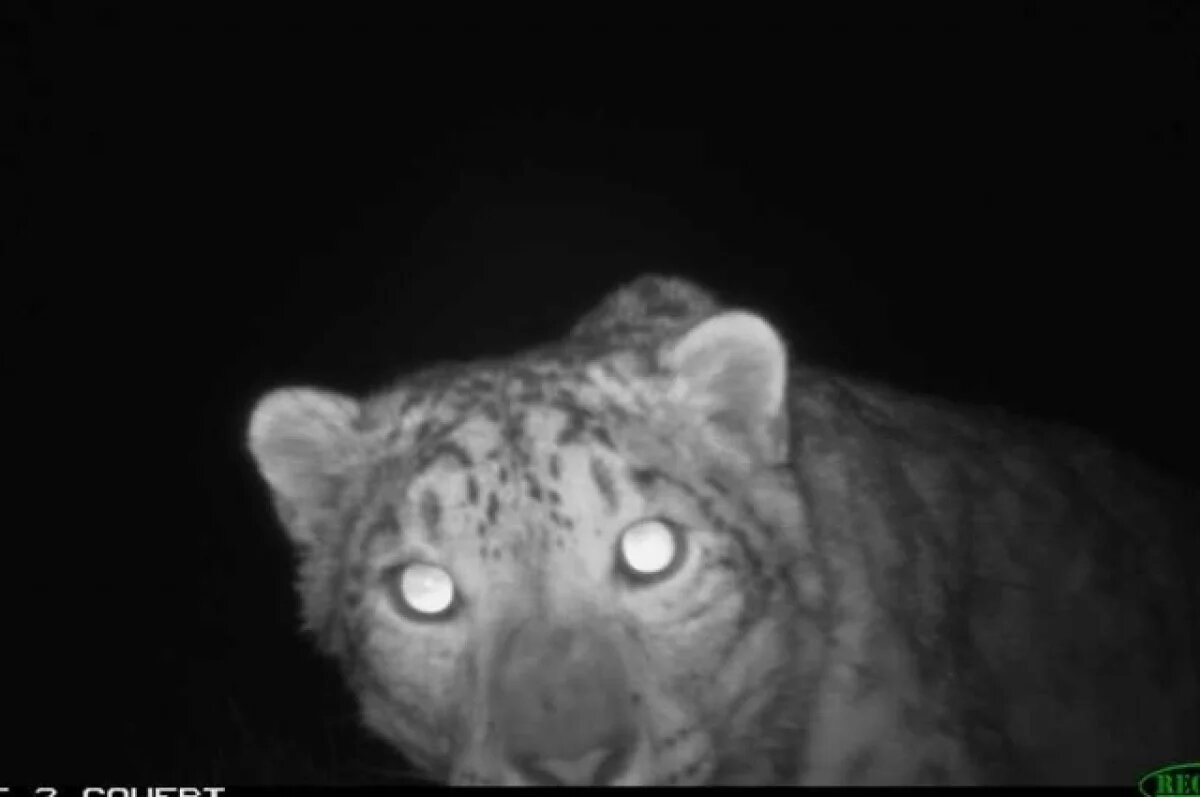    Самку снежного барса сразу с тремя котятами заметили на Алтае