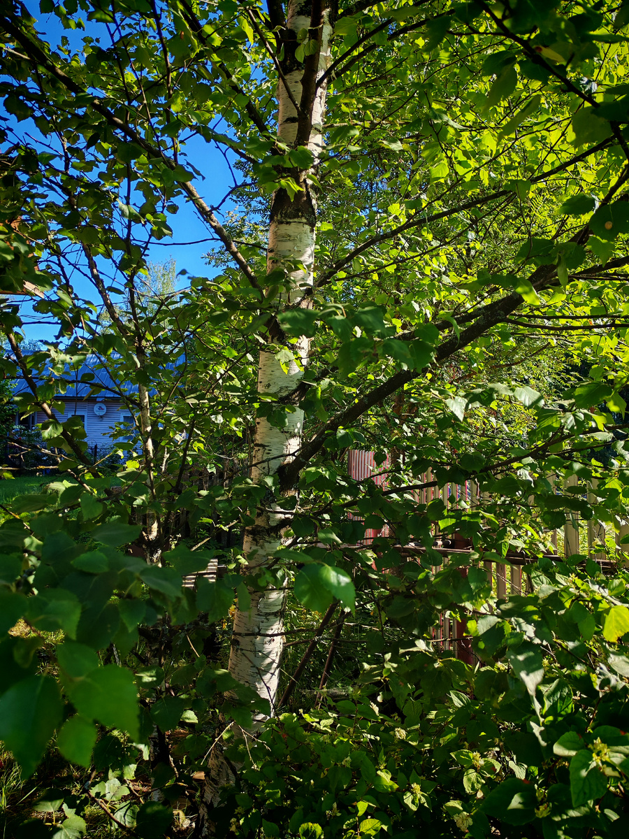 Берёза под моим окном.