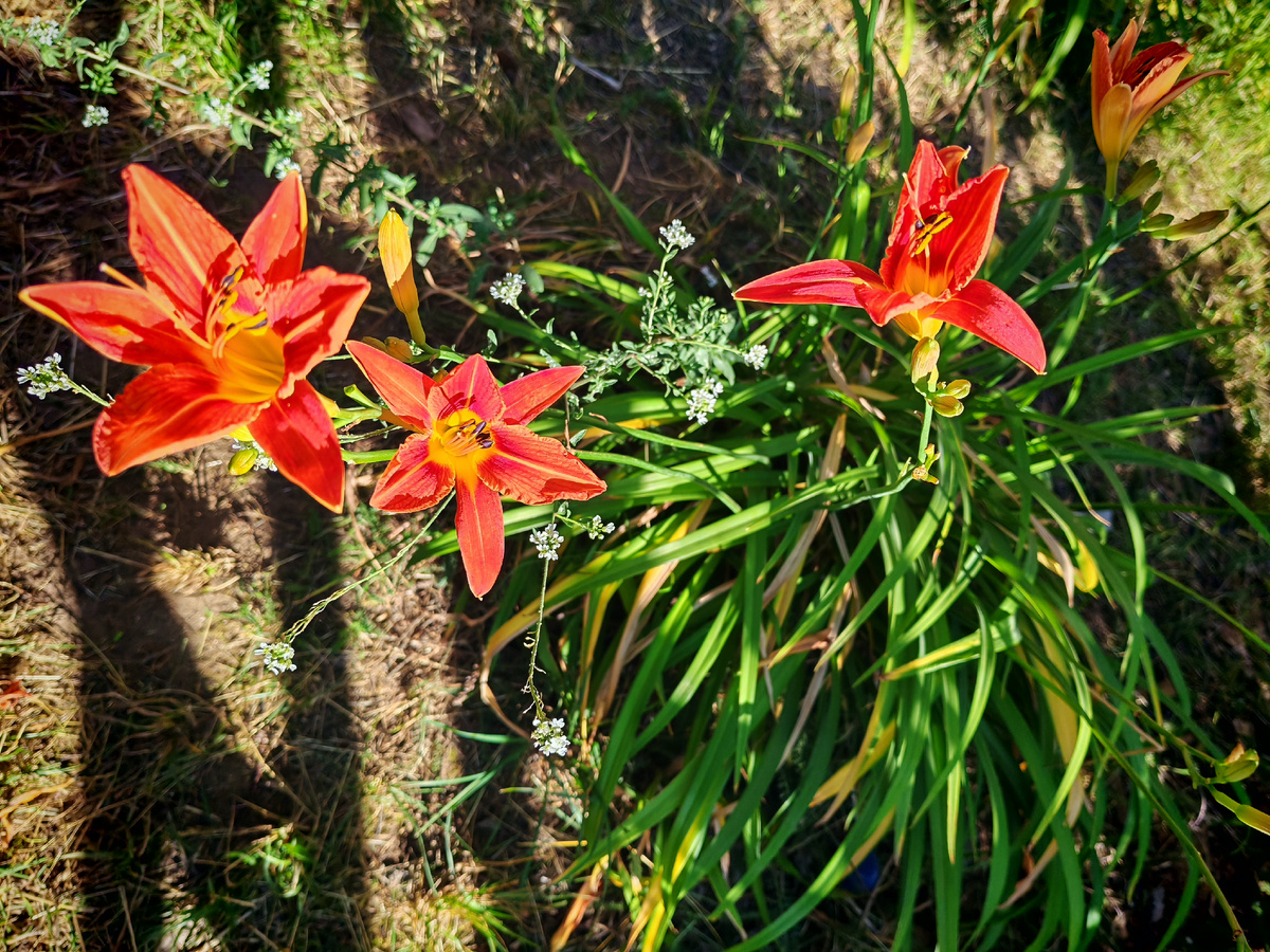 Лилейник у калитки