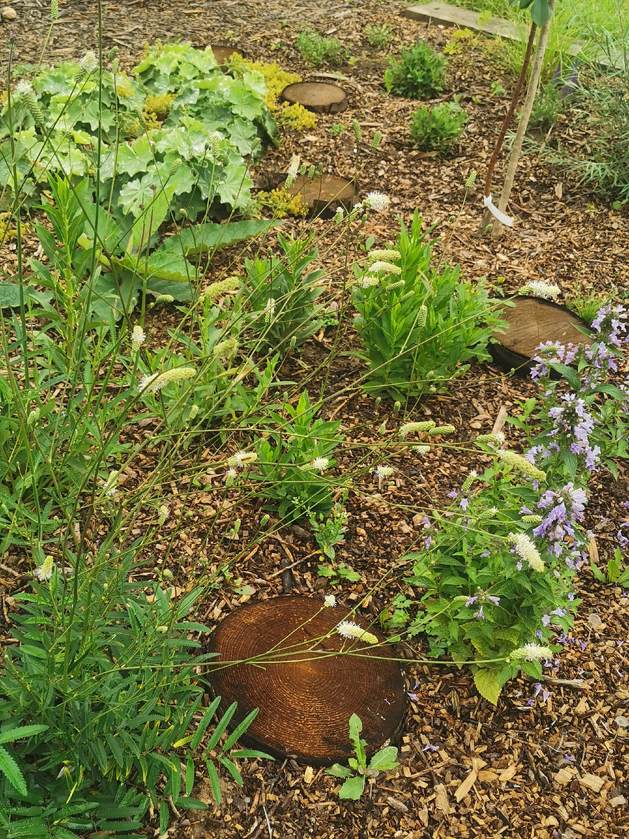 Sanguisorba officinalis Burr Blanc  - лучше показывать на видео, это такие нежные кружева. Стебли прямостоячие, гибкие