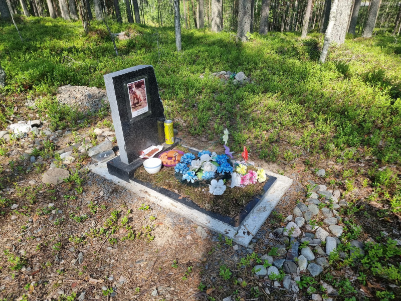    Кладбище собак обнаружено в лесу в Кондопожском районе КарелииИрина Яковлева