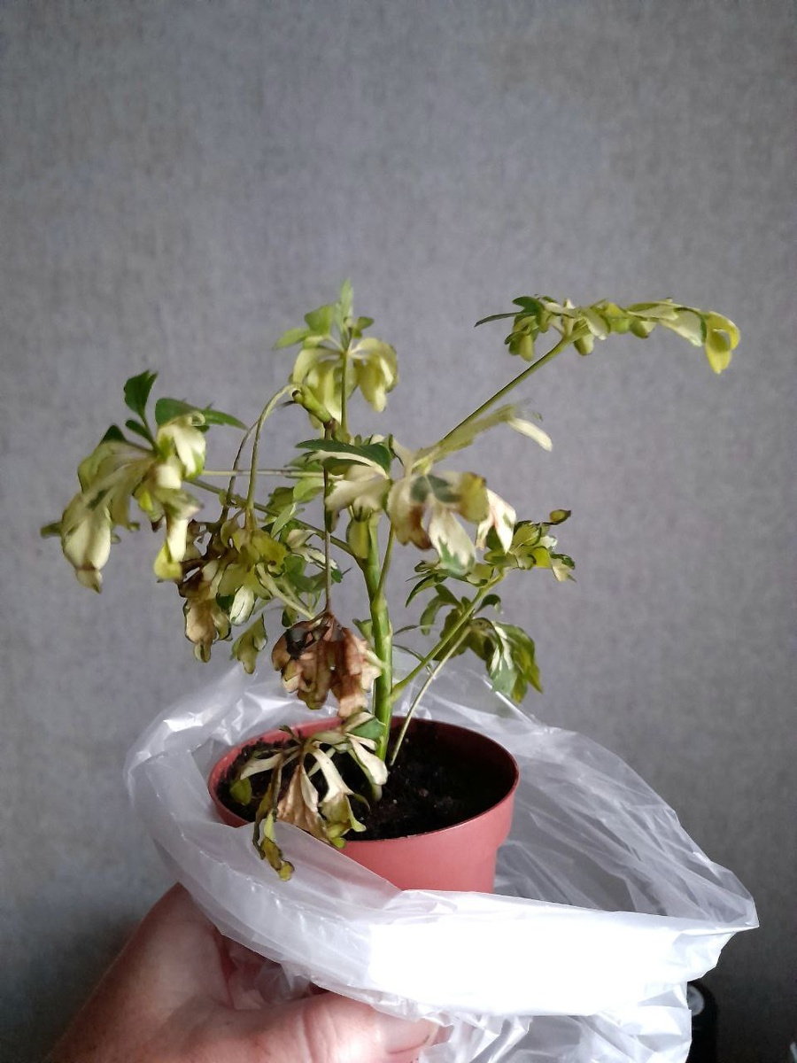 Собственно то, что до меня доехало...