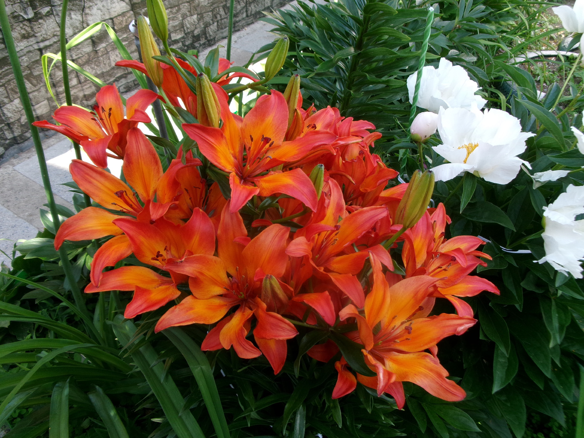 фото автора  мои лилии для вас.