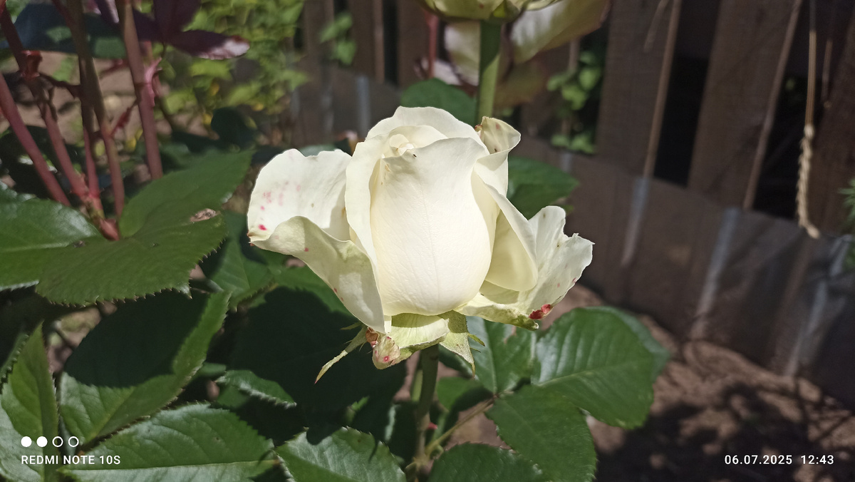 Зацвела белая роза. Фото автора.