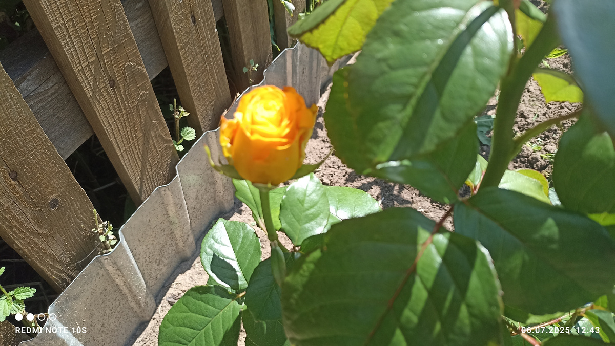 Жетая роза только еще открывает бутон. Фото автора.