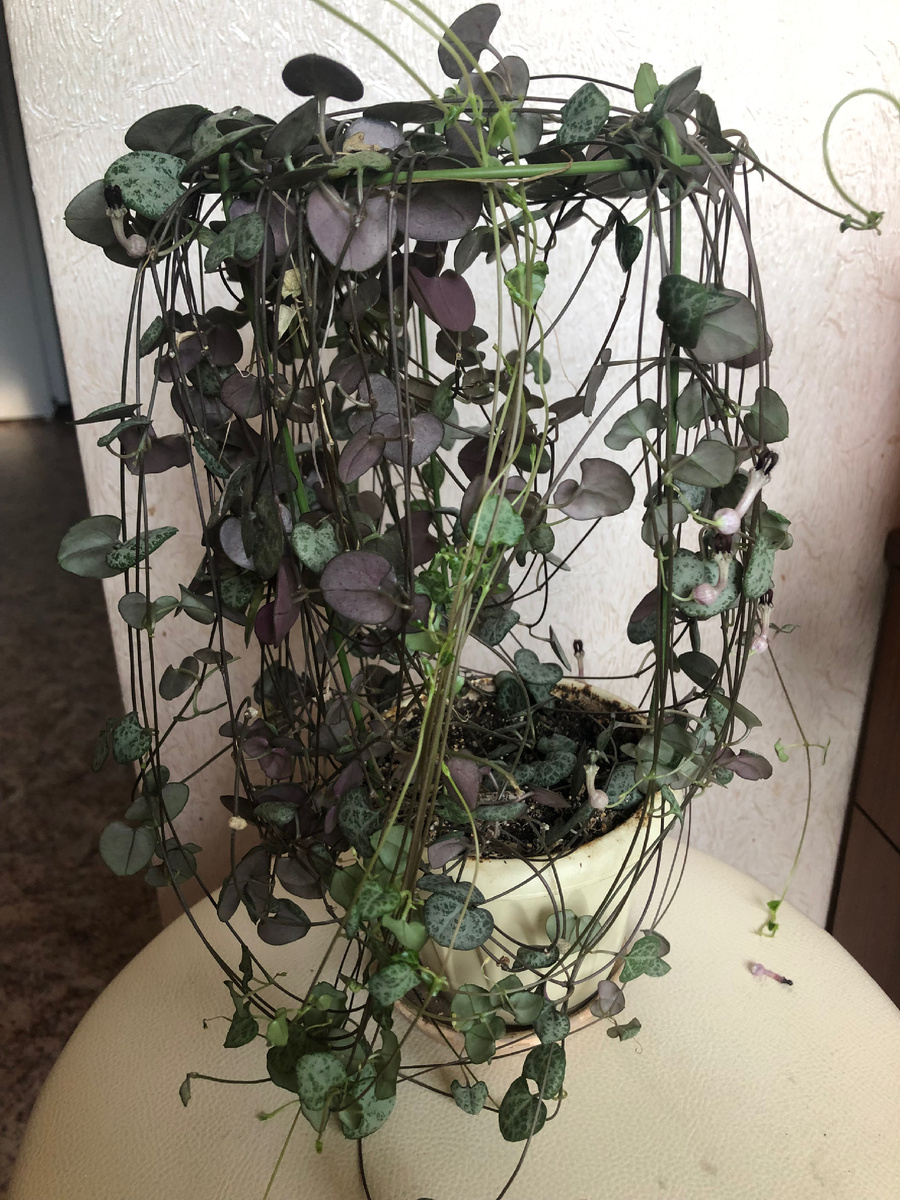 Церопегия Вуда