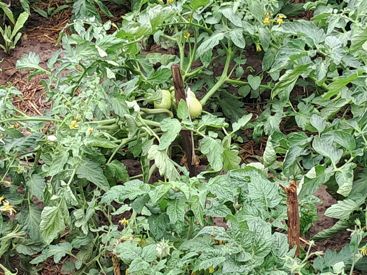 Сломал ветки с помидорами.