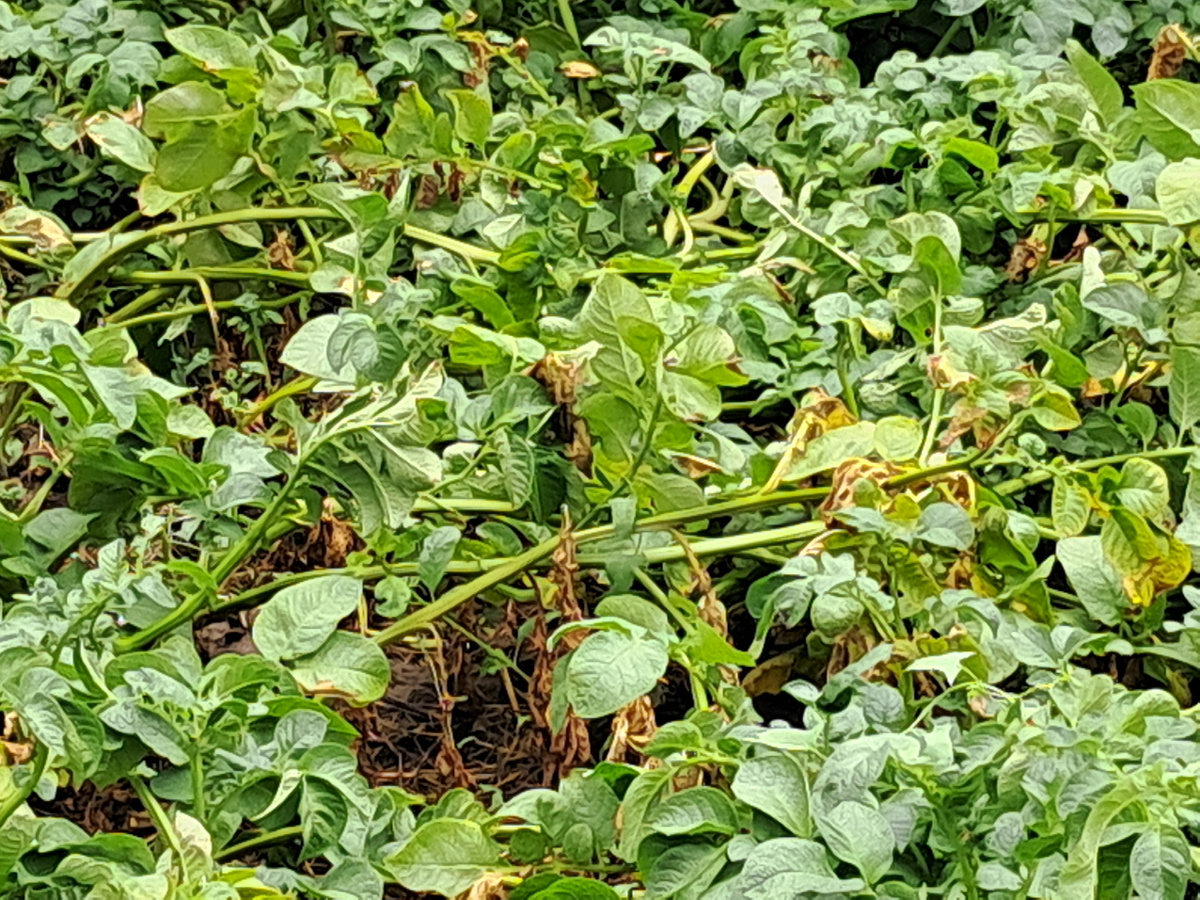 Помял картофельную ботву.