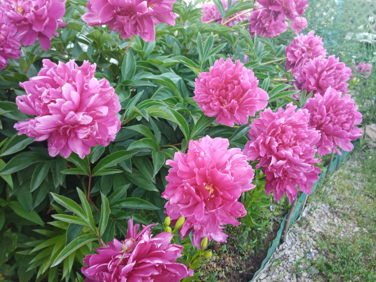 цветение пионов в июле/фото автора