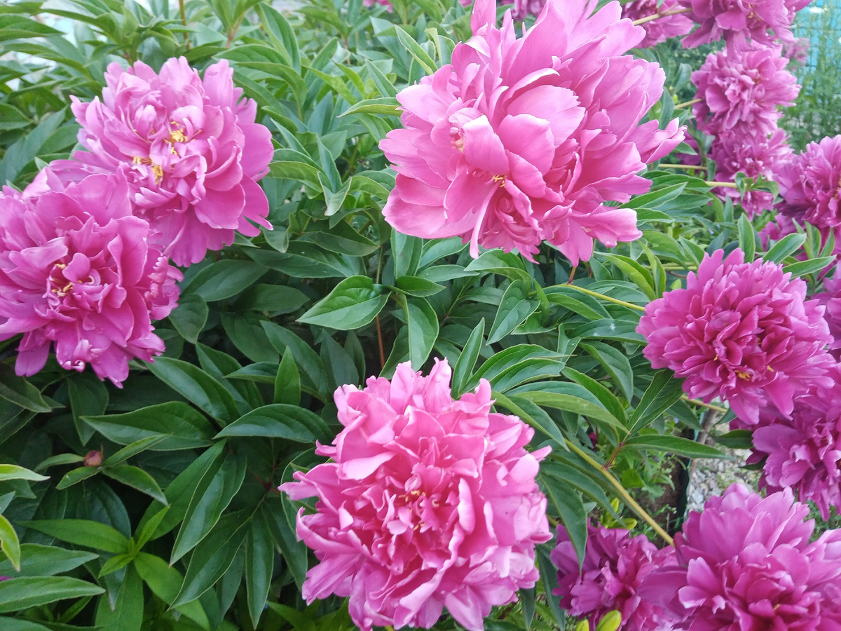 махровые пионы в роспуске/фото автора