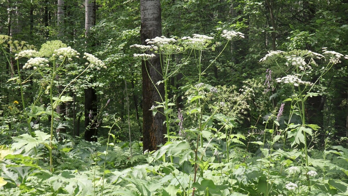     Автор: Артем Шершнев Источник: atas.info