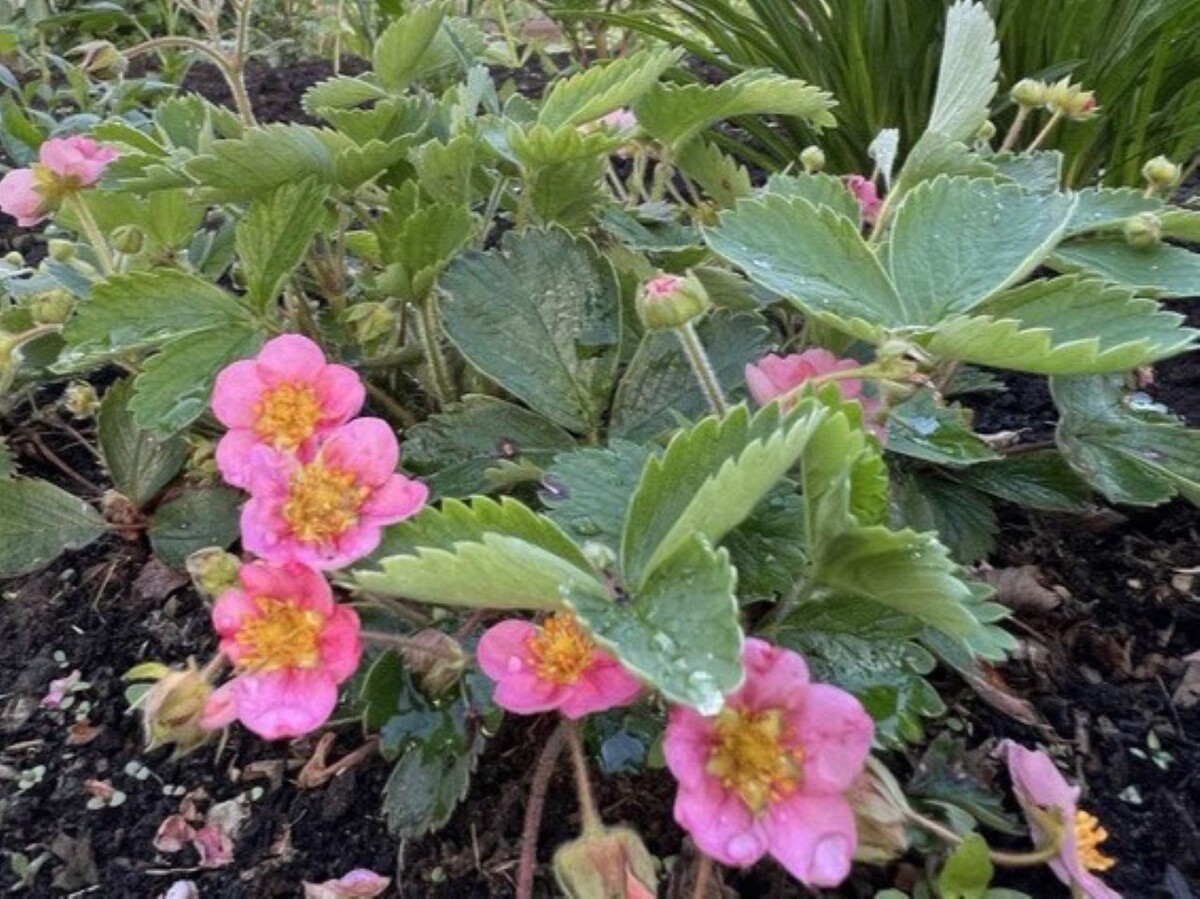 Фото автора канала Дом с кипарисами