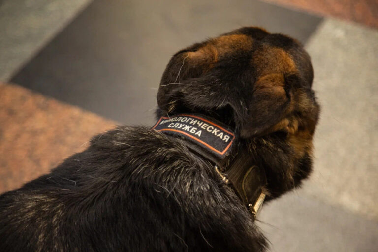    Фото: Общественная служба новостей Александра Горохова