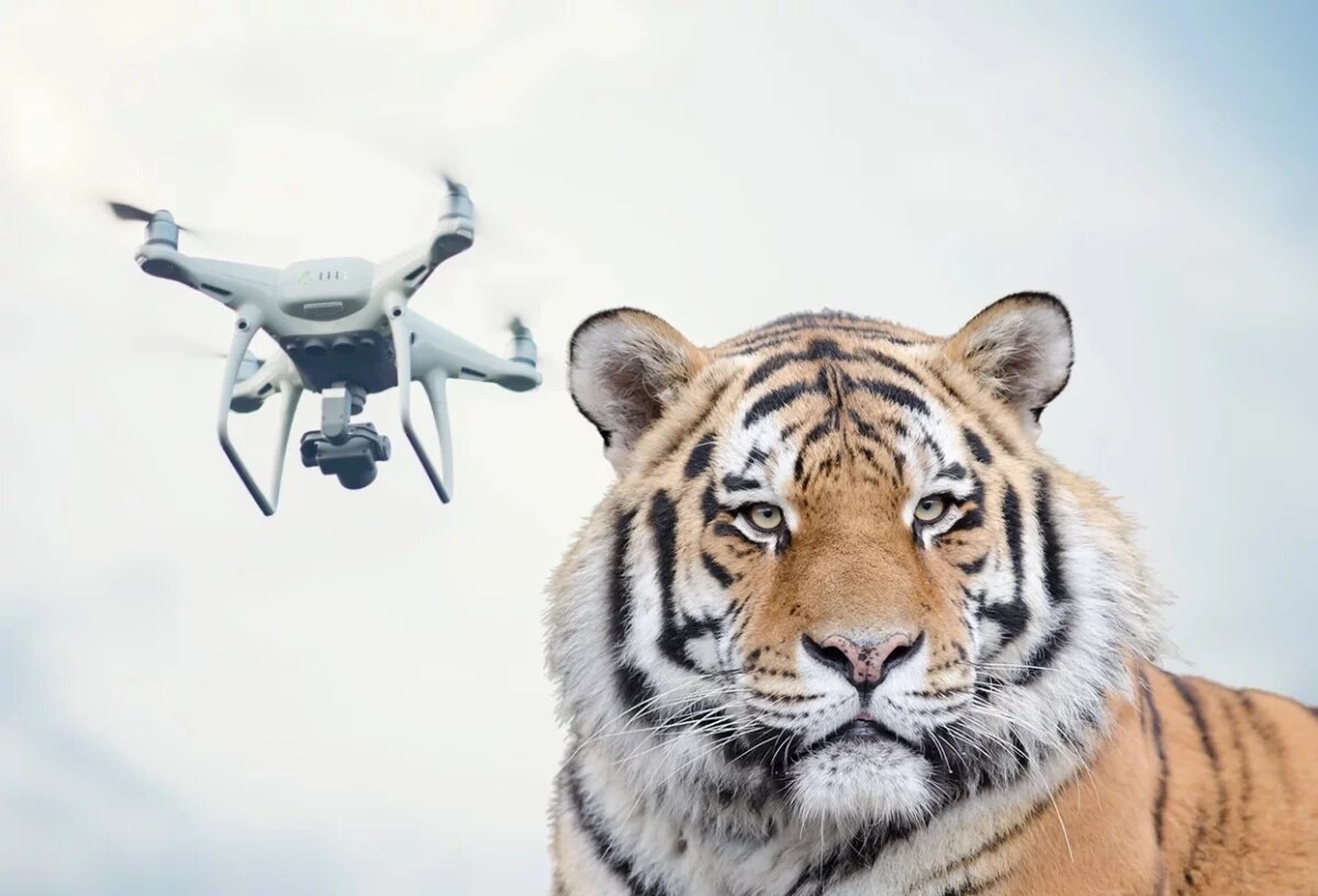    В Хабаровском крае начали отслеживать тигров с помощью БПЛА